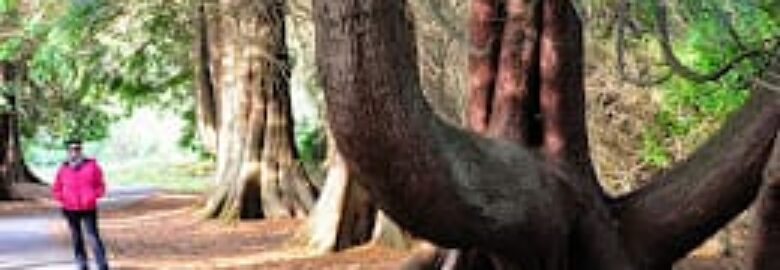 Lough Key Forest & Activity Park