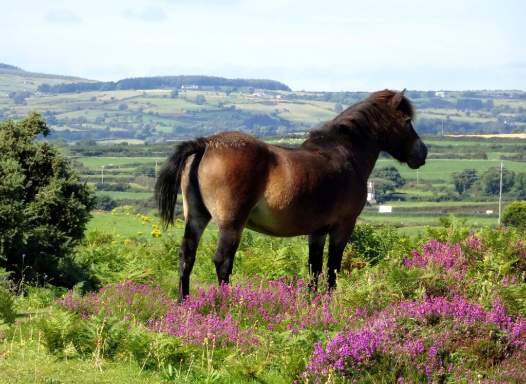 Murlough National Nature Reserve